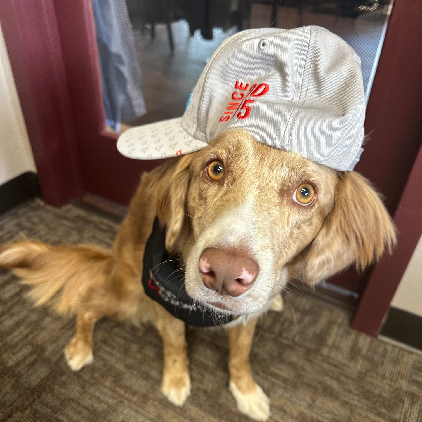 Custom Pet Fetti Hat